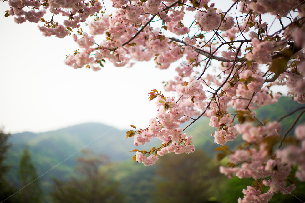 봄,벚꽃,겹벚꽃,분홍색,꽃,플라워,분홍분홍,꽃나무,꽃놀이,flower,doublecherryblossoms,cherryblossoms