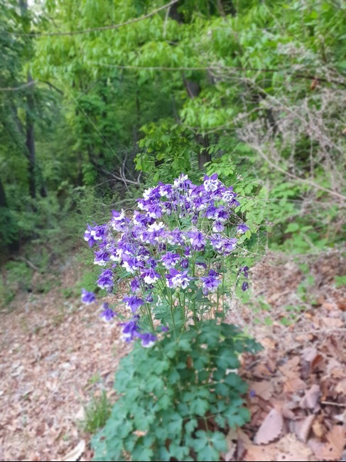 봄,flower,flants,감성,색깔