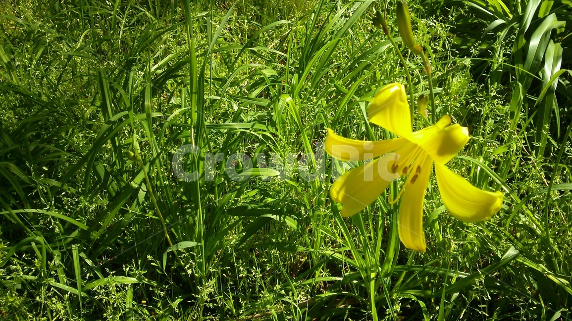 plant,식물,노란,꽃,풀잎,식물,자연,plants,nature,꽃,flower