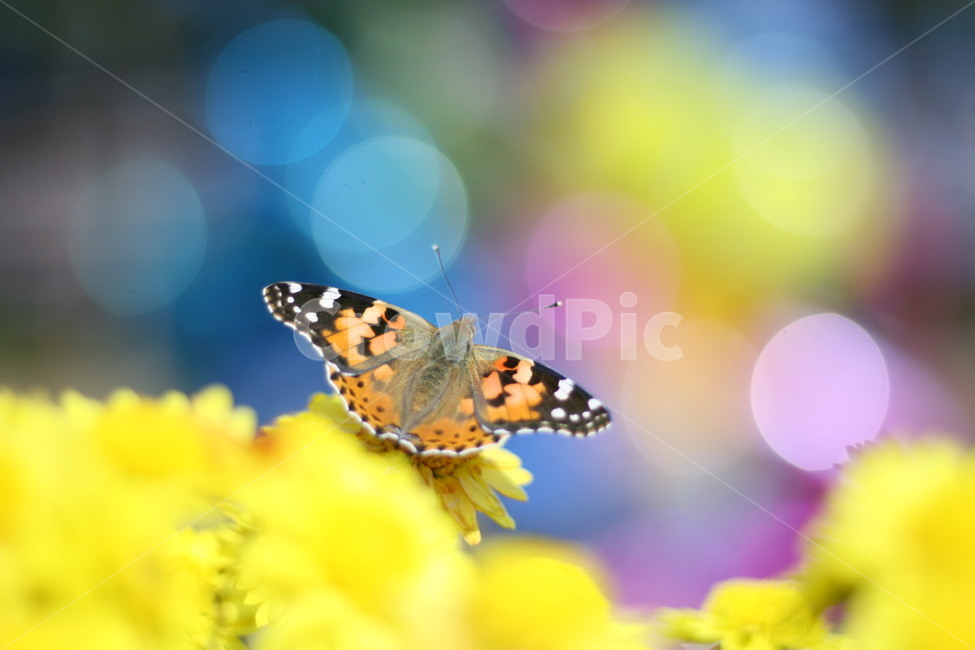 봄,나비,꽃,감성,힐링,봄,계절,spring,season,식물,자연,plants,nature,꽃,flower,동물,animal,곤충,벌레,insect,bug