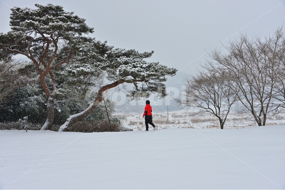 tree,나무,plant,식물,person,사람,human,인간,treetrunk,나무줄기,nature,자연,outdoors,옥외