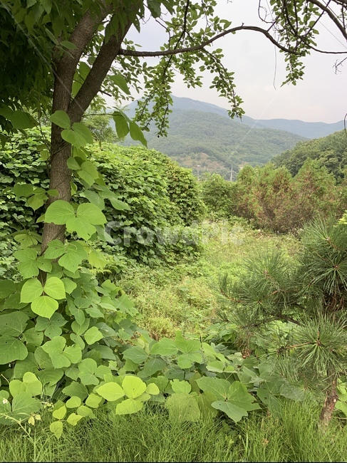 풍경,자연,식물,초록색,green,nature