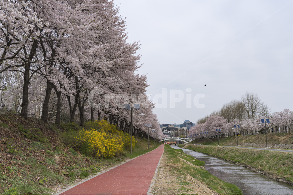 자연,natural,하늘,sky,구름,cloud,양재천,벚꽃,식물,plant,cherryblossom,물,water,푸릇,봄,spring,천,산책로,봄,계절,spring,season,도시,풍경,city,landscape,한국도시풍경,한국도시경관,korea cityscape,flower,꽃,blossom,cherry blossom,asphalt,아스팔트