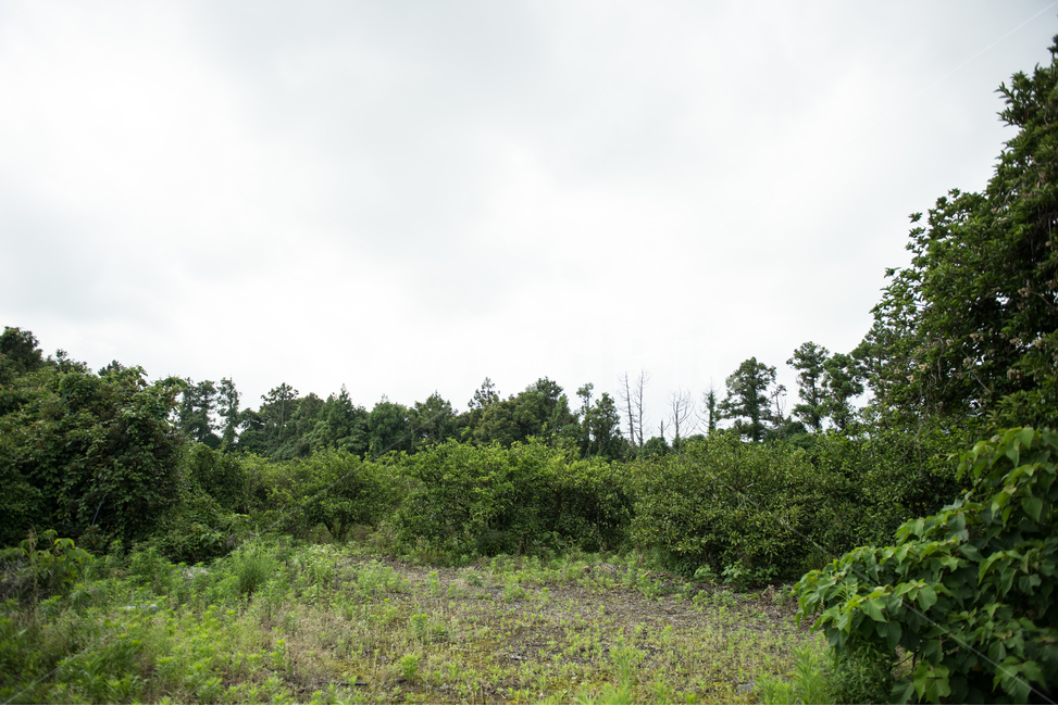 제주도,풍경,숲,자연,나무,풀,잔디,구름,하늘,배경,자연,풍경,nature,landscape,outdoors,옥외,grassland,목초지,field,들