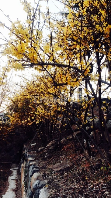 감성사진,개나리,꽃사진,꽃,봄사진,세로사진,화단,돌담,자연,풍경,nature,landscape,tree,나무,plant,식물