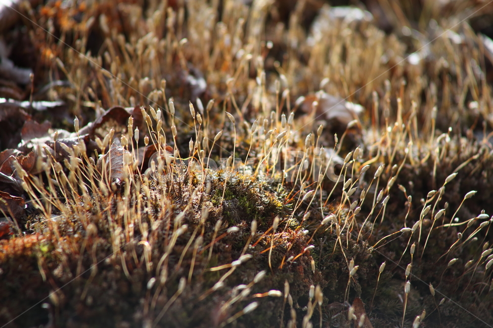 이끼,식물,선태식물,포자,moss,식물,자연,plants,nature
