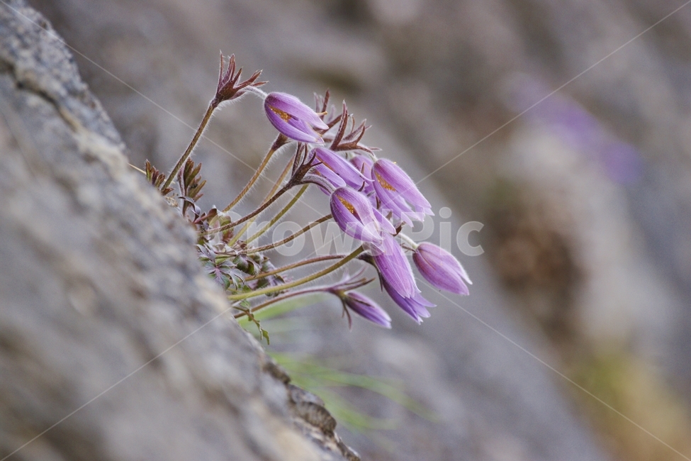 식물,꽃,flower,동강할미꽃,정선,동강,식물,자연,plants,nature,꽃,flower