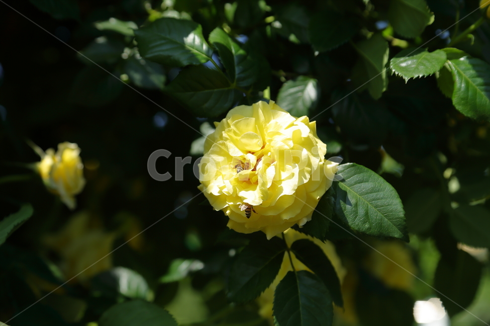 장미,장미꽃,노란장미,flower,rose,5월,6월,꽃