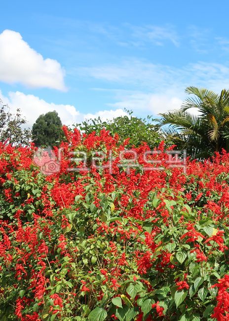뭉개구름,사루비아,사루비아꽃,야자수,식물,파란하늘