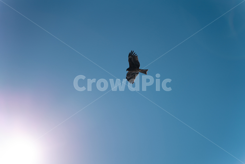 말똥가리,매,새,bird,조류,풍경,자연,자연풍경,동물,하늘,sky,landscape,nature,푸른하늘,파란하늘