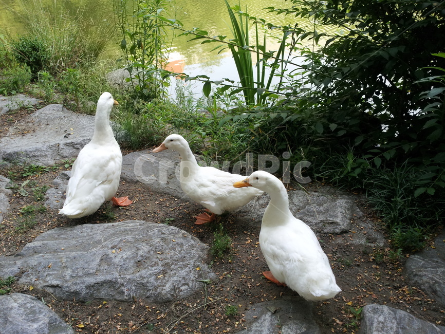 오리,duck,동물,조류,호수공원,동물,animal,조류,새,birds