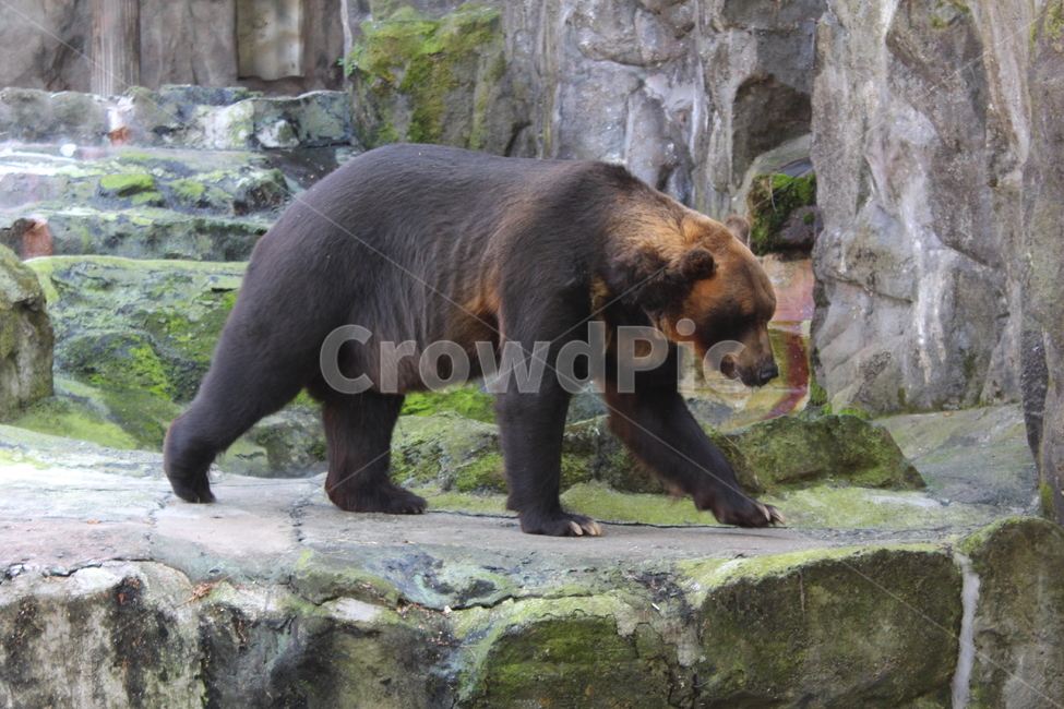 wildlife, zoo, mammal, bear, animal, 사진,이미지,일러스트,캘리그라피 - 슝즈작가