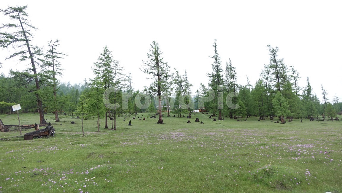 nature,자연,field,들,outdoors,옥외,grassland,목초지,green,몽골,초원,몽고,MONGOLIA,홉스굴