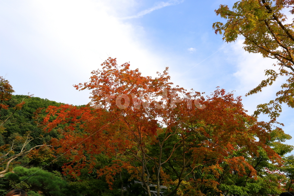 나무,단풍,단풍나무,식물,가을,자연,풍경,단풍잎,하늘,계절,가을,계절,fall,autumn,season,자연,풍경,nature,landscape,식물,plants,나무,trees,wood,leaf,잎,plant,tree,maple