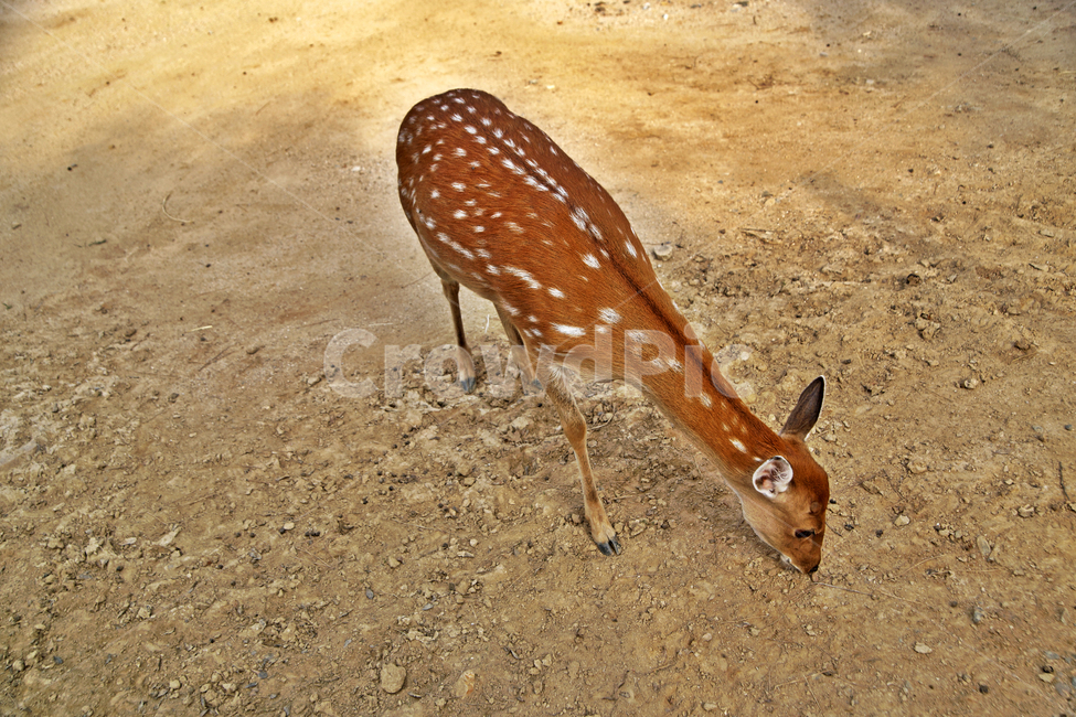 꽃사슴,사슴,동물,반점,월미공원,대륙사슴,매화사슴,포유동물,동물,animal,포유류,mammal