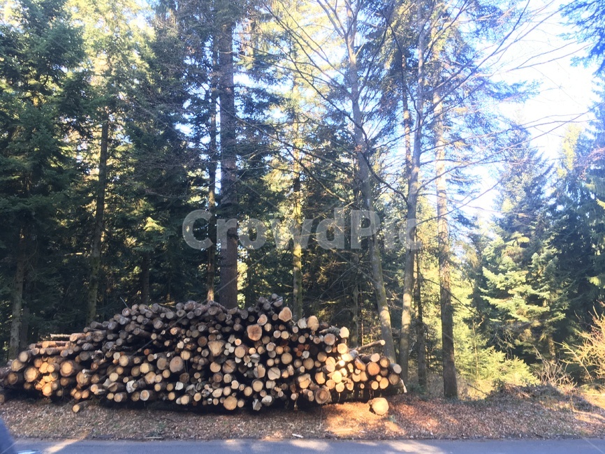 스위스,숲,햇빛,나무,wood,tree,plant,식물,switzerland