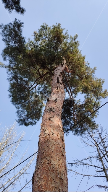 소나무,솔나무,plne,plant,식물,tree,나무,treetrunk,나무줄기