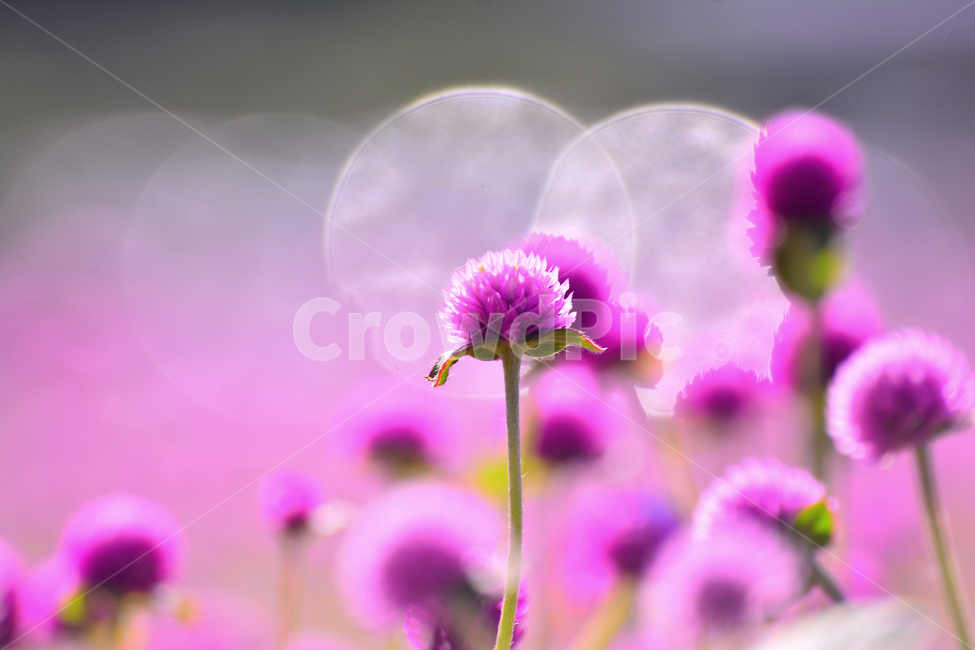 천일홍,보케,가을꽃,분홍색,꽃,공원,꽃축제,플라워,아름다운,뷰티풀,예쁜,작은꽃,핑크색,백그라운드,서정,빛망울,감성,분위기,느낌,필,계절,시즌,몽환적,flowers,beautiful,season,pink,emotion,sensible,feeling,fall,autumn,배경,바탕,마크로,접사,클로즈업,macro,closeup,여름,계절,summer,season,가을,fall,autumn,식물,자연,plants,nature,꽃,flower,plant