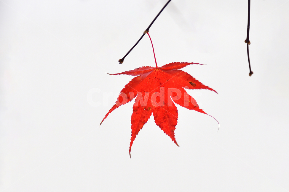 단풍,단풍잎,마지막잎새,가을,빨강,나뭇잎,잎,식물,나무,자연,풍경,plant,leaf,tree