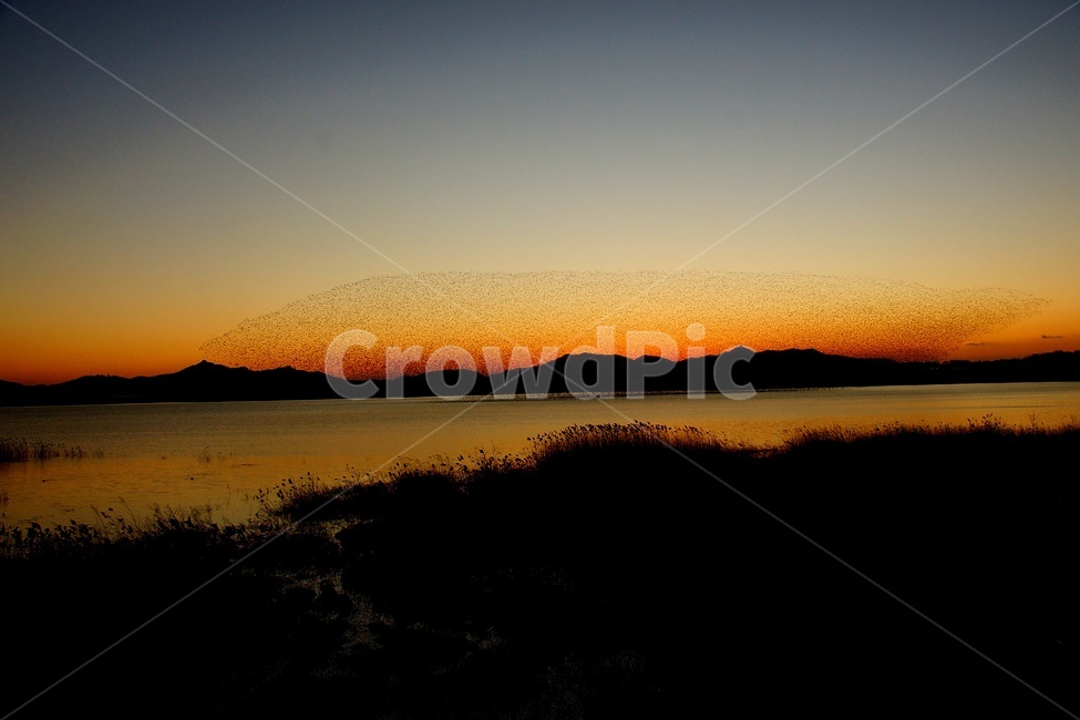동림지,가창오리,군무,일몰,철새,자연,풍경,nature,landscape,동물,animal,조류,새,birds,sky,하늘,outdoors,옥외,sunset,dusk,황혼,dawn,새벽,red sky,붉은 하늘