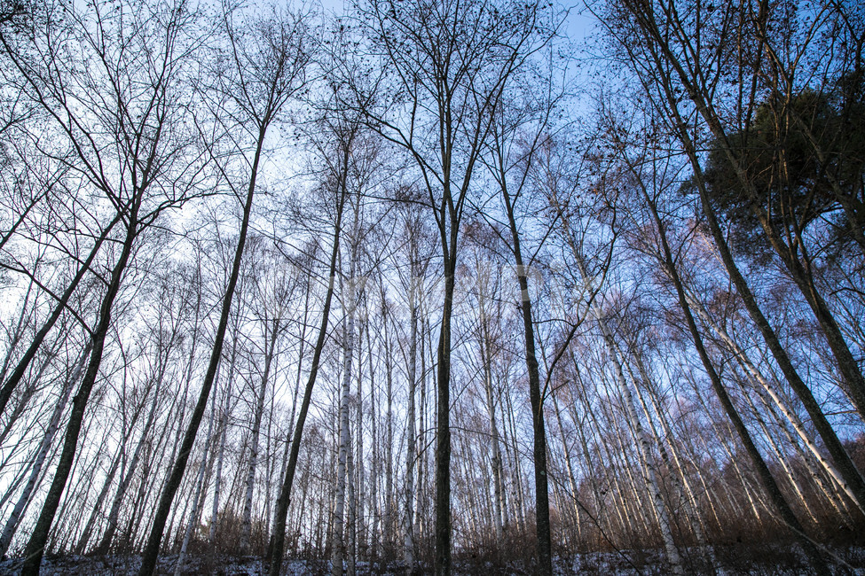 landscape photography,snow scene,snow scenery,travel photos,trees,blackandwhite,birch forest,plants,sight,Korean natural scenery,wood,Emotion,Grayscale,birch tree,Inje,nature,tree,Deputy Won,monotone,Snow Flower,background,snow,plant,monochrome,travel,kor