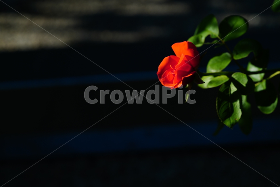 꽃,플라워,색감,식물,생명,생물,flower,컬러,plant,blossom,꽃,flower