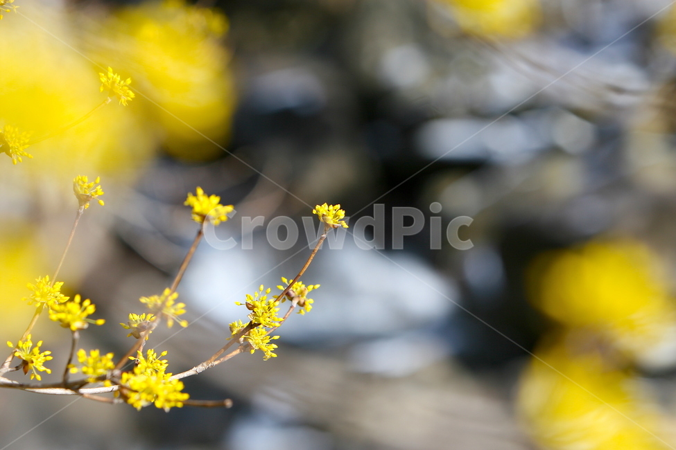 산수유,산수유나무,산수유마을,봄,계곡,시골,자연,계절,spring,santasteria,nature,봄,계절,spring,season,plant,식물