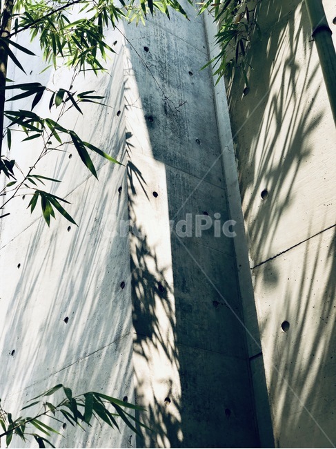 plant,식물,오후,그림자,햇빛,빛