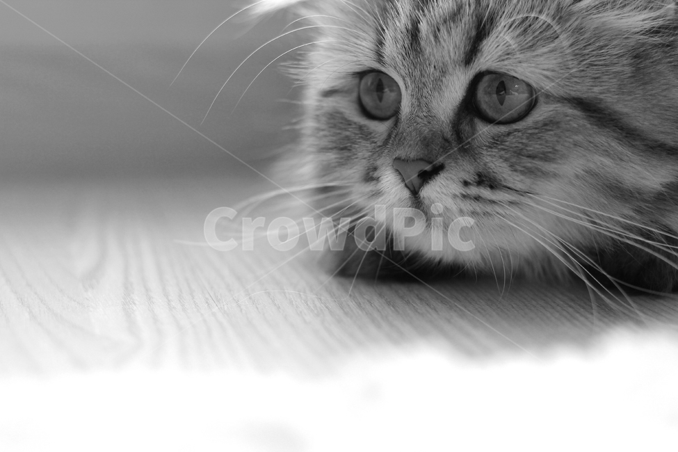 고양이,흑백,애묘,동물,귀여움,동물,animal,포유류,mammal,고양이,cat,kitten,kitty,흑백,모노톤,monochrome,black and white