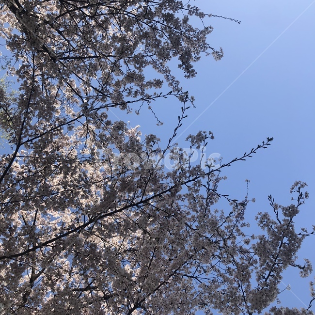 봄,벗꽃,나무,하늘,자연