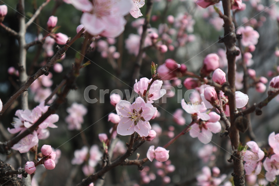 벚꽃,blossom,cherryblossom,꽃,flower,식물,plant,봄,봄꽃,spring,꽃잎