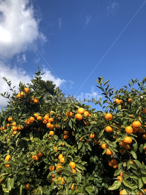 식물,plant,음식,food,과일,fruit,귤,하늘,sky,구름,자연,nature