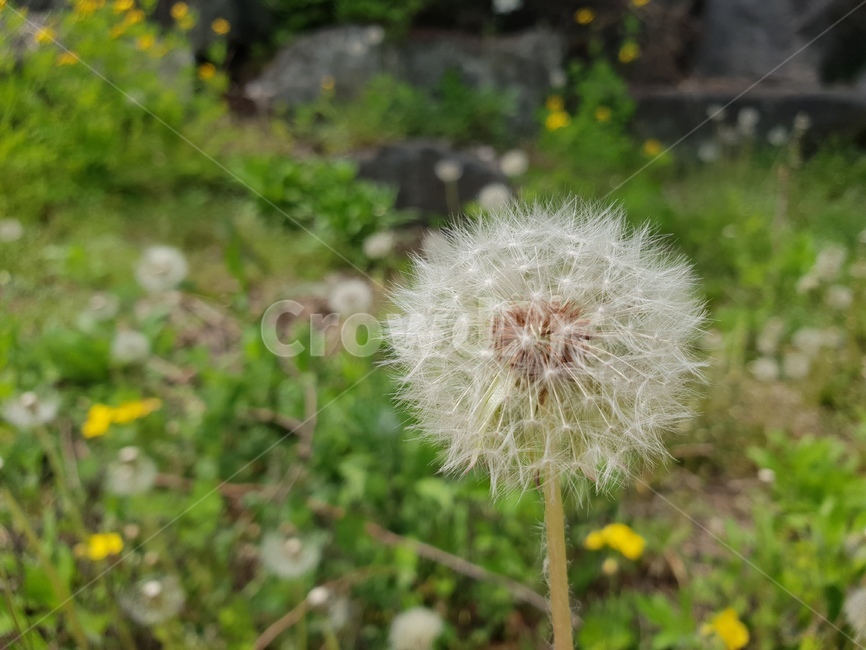 민들레,씨앗,바람,민들레씨앗,자연