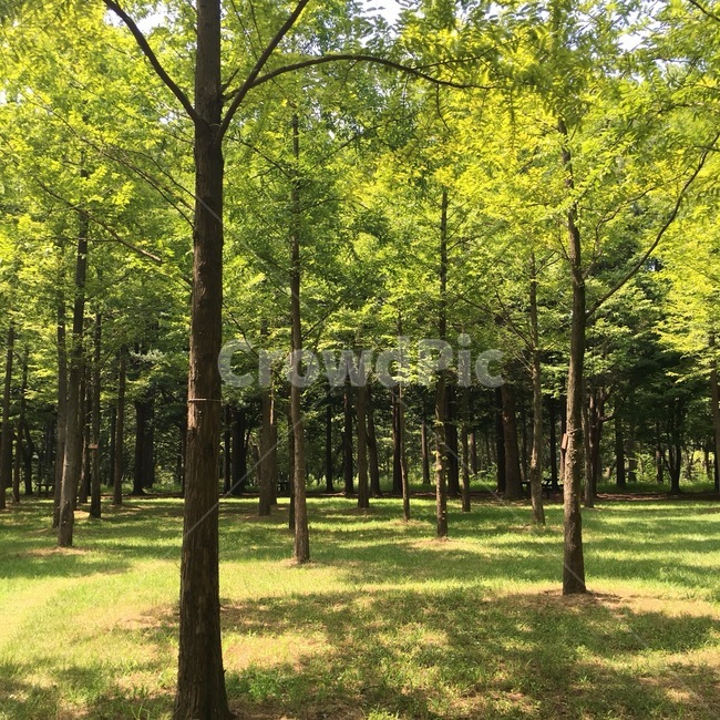 숲,자연,초록,나무,green,tree,forest,감성