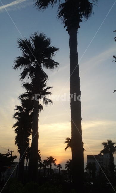 photography,제주도,노을,하늘,구름,나무,따뜻함,감성,landscape,monotone,sumer,자연풍경,스냅,snap,sunset,식물,자연,plants,nature,나무,trees,wood