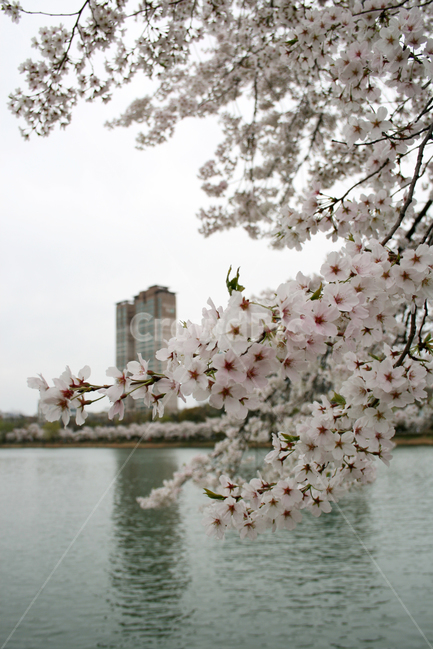 벚꽃,호수,봄,봄날,감성,spring,flower,공원,풍경,식물,꽃,분홍색,하얀,흰색,white,산책,봄,계절,spring,season,식물,자연,plants,nature,꽃,flower,plant,blossom,cherry blossom