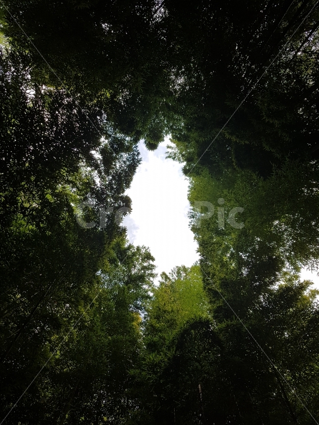 대나무,숲,forest,bambusoideae,죽녹원,풍경,담양,자연,풍경,nature,landscape,light,빛,flare,플레어,sunlight,햇빛