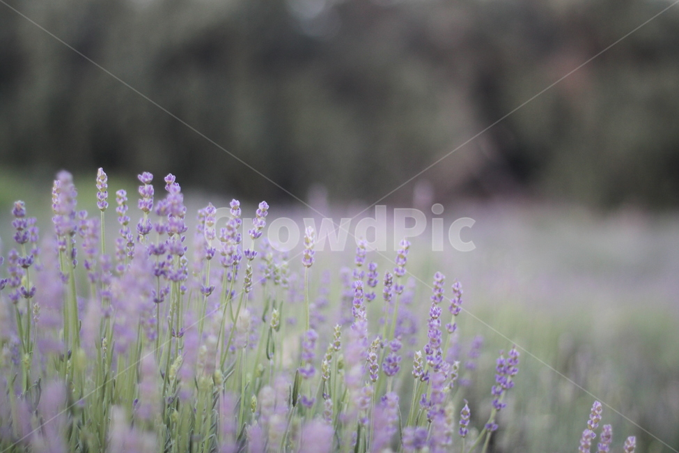 라벤더,lavender,허브,꽃,보라색,자연,풍경,nature,landscape,식물,plants,꽃,flower,plant