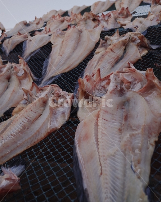 생선,건조,음식,어촌,바다,scenery,fish,food,음식,식재료,요리,food,cook,meal,dishes,food reserves,수산물,해산물,fishery products,seafood
