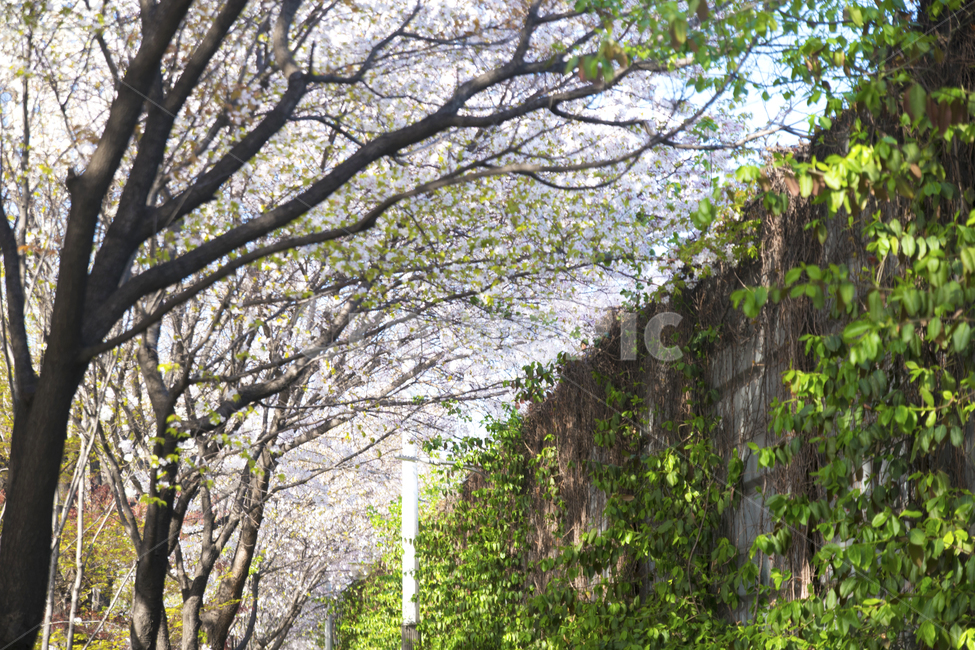 봄,하늘,계절,벚꽃,꽃,봄,계절,spring,season,자연,풍경,nature,landscape,plant,식물