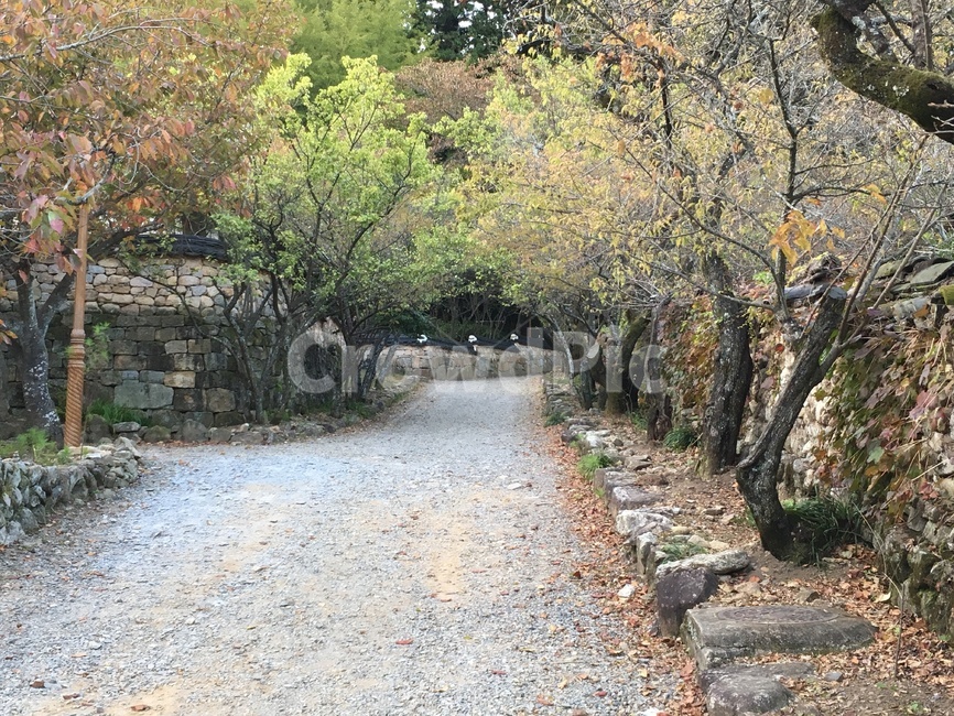 선암사,풍경,가을,낙엽,돌담장,담장,기와,선암매,매화,산사,산지승원,절,사찰,불교,템플스테이,기도,유네스코,세계문화유산,길,산책,돌담,흙길,돌길,가을,계절,fall,autumn,season,자연,풍경,nature,landscape,dirt road,gravel,자갈,road,도로