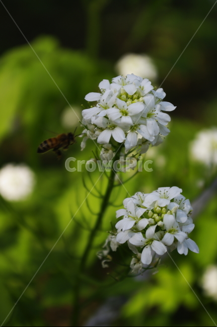 미나리냉이,벌,꽃,flower,계절,봄,spring,식물,plant,자연,nature,식물,자연,plants,nature,꽃,flower