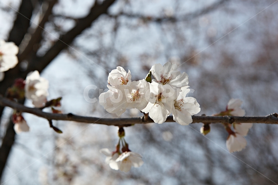 벗꽃,벗나무,꽃,봄꽃,벗꽃잎,꽃잎,식물,자연,공원,식물,자연,plants,nature,꽃,flower