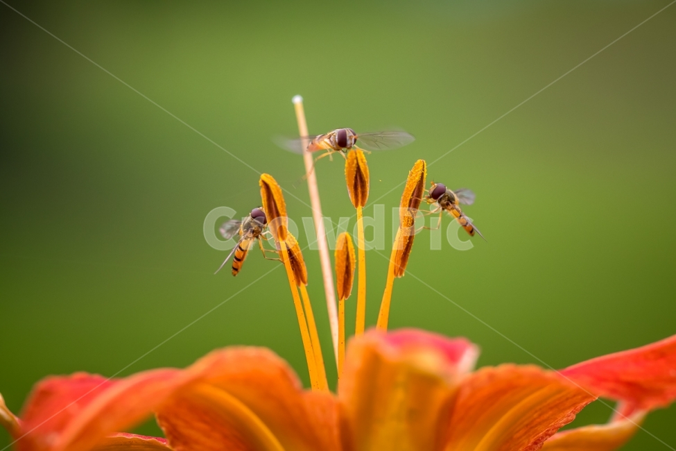 자연,풍경,꽃,홑왕원추리,곤충,꽃등에,nature,landscape,flower,daylily,insect,dronefly,식물,자연,plants,nature,꽃,flower,동물,animal,곤충,벌레,insect,bug