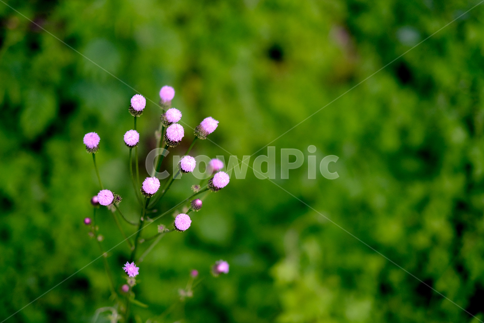 질경이,plantain,질경이꽃,보라색꽃,핑크색꽃,식물,자연,plants,nature,꽃,flower
