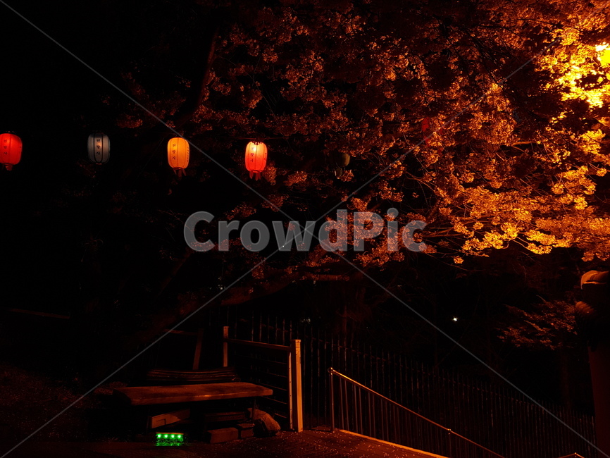 벚꽃,밤,조명,네온,인천,Incheon,자유공원,nature,옥외,outdoors,등불,flower,꽃,야간개장,야간벚꽃,사쿠라,불빛,봄,계절,spring,식물,자연,야경,밤,풍경,nightscape,night,landscape