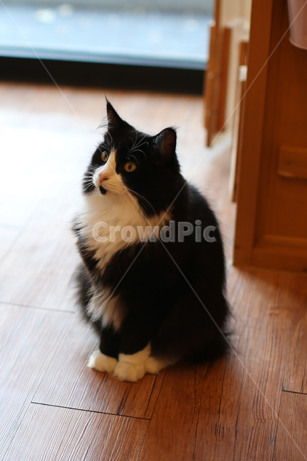 고양이,애완동물,캣카페,동물,귀여운동물,동물,animal,포유류,mammal,고양이,cat,kitten,kitty