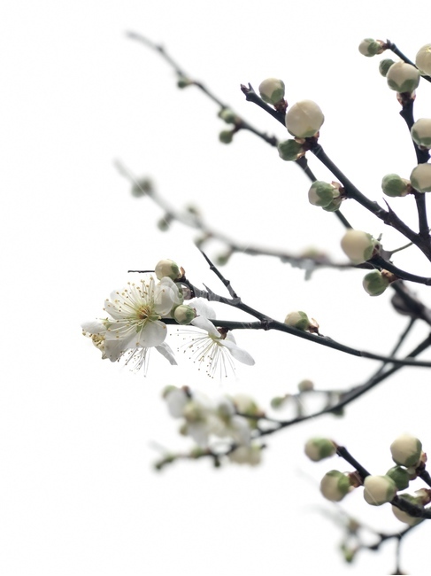 매화,봄,꽃,꽃망울,봄소식,봄,계절,spring,season,식물,자연,plants,nature,꽃,flower,plant