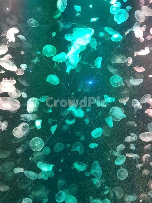 해파리,조명,몽환,신비,아쿠아리움,수족관,빛,light,jellyfish,fantasy,magic,aquarium