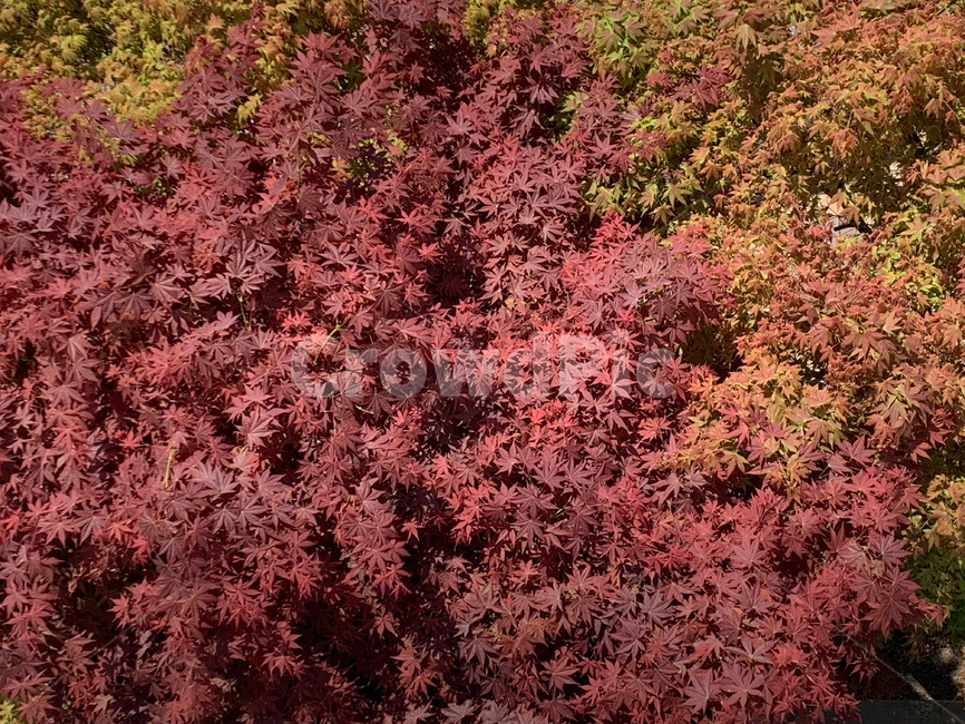 plant,식물,tree,나무,maple,단풍,버드아이뷰,birdeyeview,red,빨강,배경,background,텍스처,texture